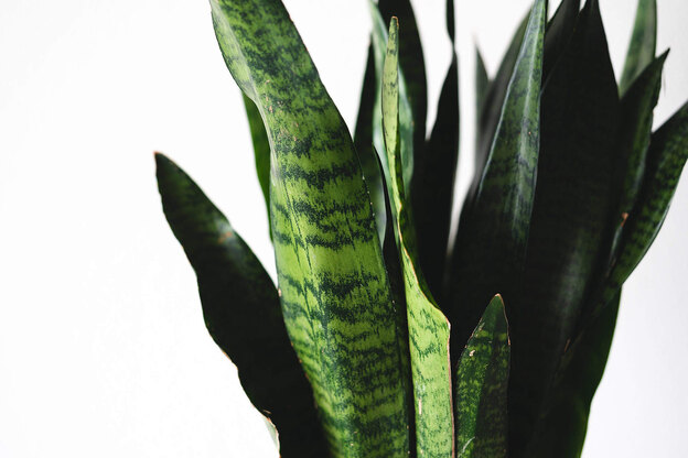 آماده سازی گیاهان خانگی برای فصل بهار