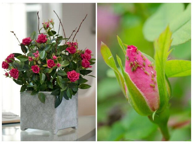 شته های روی گل رز 1