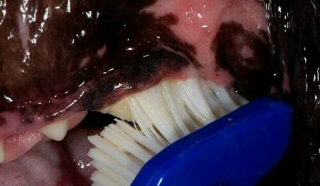 نگهداری از سگ