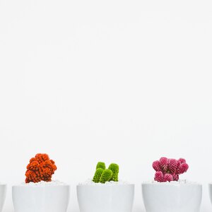 پرورش کاکتوس در خانه