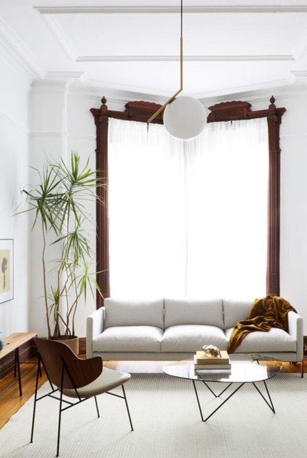 درختچه های آپارتمانی