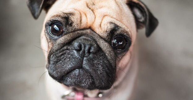 بهترین نژاد سگ 6