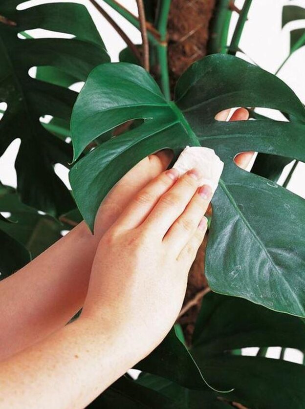 مراقبت از گل و گیاه 3