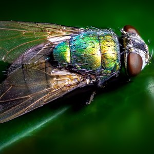 روز داخلی، شب خارجی: مگس و پشه و من و شما