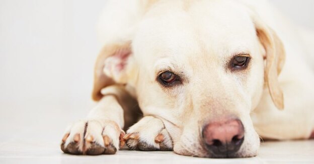 بهترین نژاد سگ 14