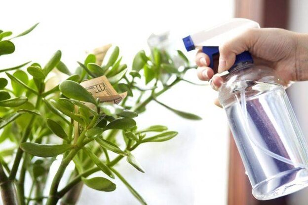 نگهداری از گیاه یشم 3