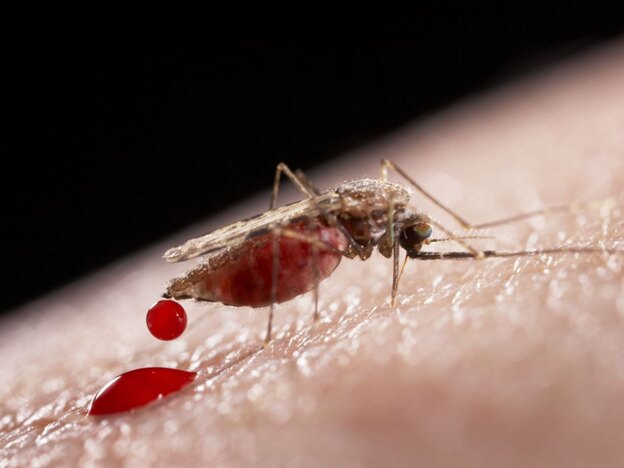 دوری از حشرات