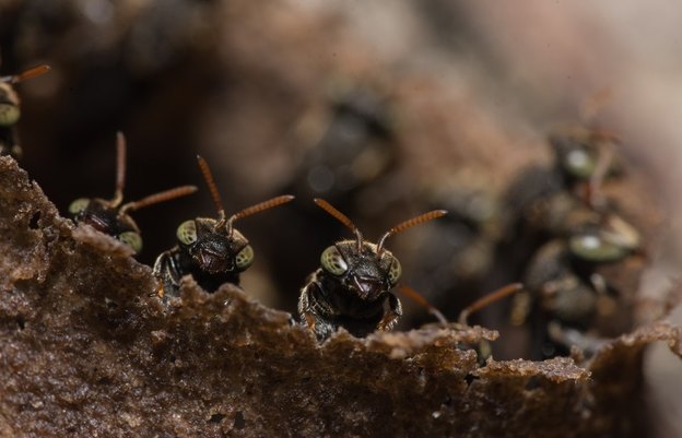 بهترین سم برای از بین بردن مورچه