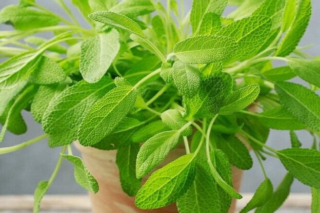 چه گیاهانی در آب رشد می کنند