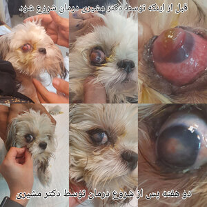 تصویر گالری