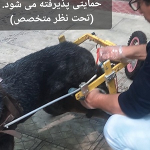 تصویر گالری