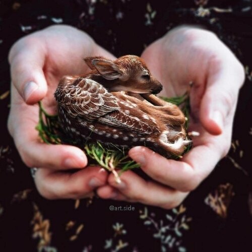 نازنین خمیسی