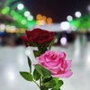 مرتضی سعیدی باغ ابریشمی