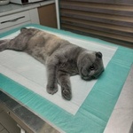 الناز شکاری