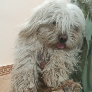 منیره فدویان کته گوش