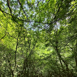 صادق  تقی نسب درزی 