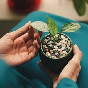 میترا جلالی بیداخویدی