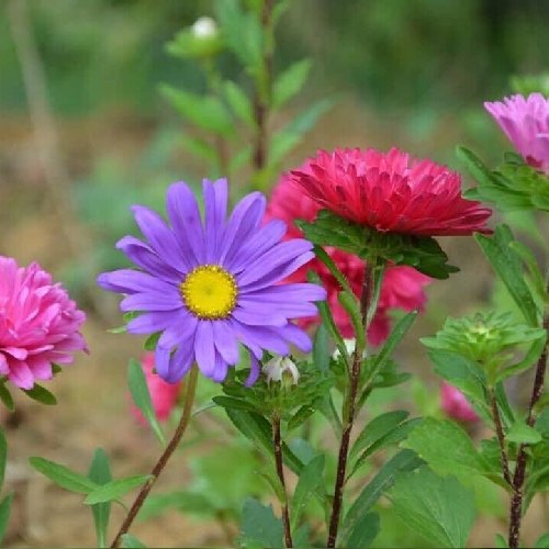 جهانگیر بستی نژاد 