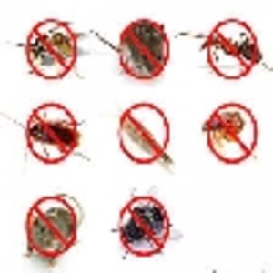 سپهر محمدی منش