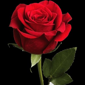 اصغر جمشیدراد