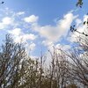 علی صیاد