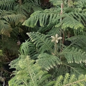 سارا شریفی ادیب