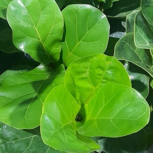 توبی ذبیحی پطرودی