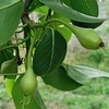 یاسین نظرپور