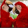 نیکی برزی