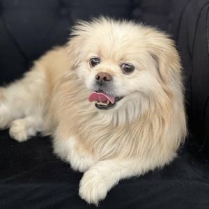 مهدیه دهباشی فینی