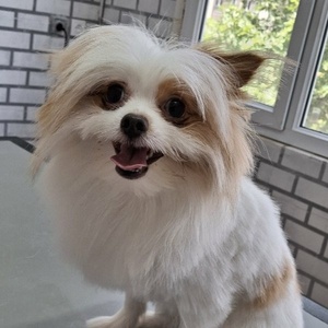 سیداشکان گرامی نیا