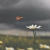 ملیحه حاتمی