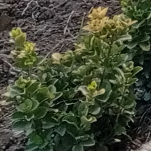 محسن کلاته عربی