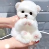 منصوره رحمتی چشمه شفیع