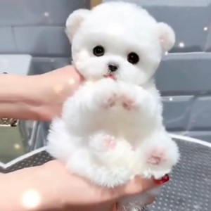 منصوره رحمتی چشمه شفیع