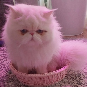 نجمه فرهادی