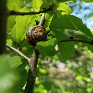 مهدی محمدی آذر