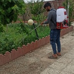 نقی نودهانی