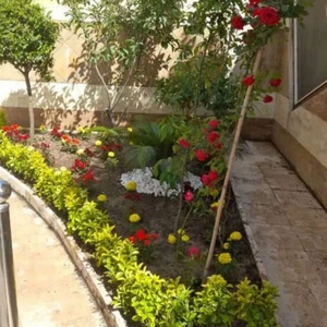 سمیه درفکی