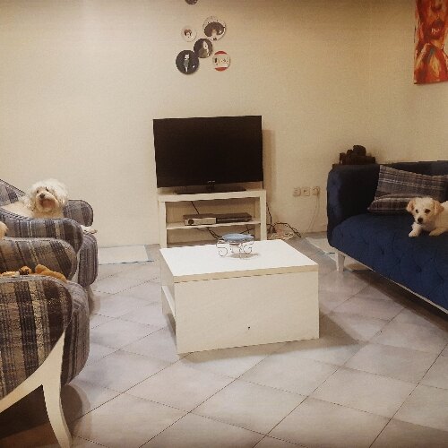 ازاده جلالی