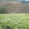 فردین کلاهی جوان