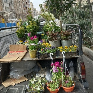 سید علی فریمانهء