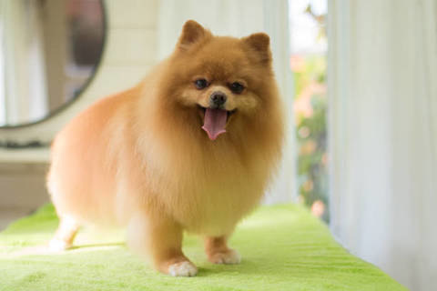 قیمت نگهداری حیوانات خانگی