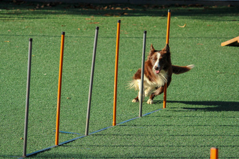 هزینه تربیت سگ گارد