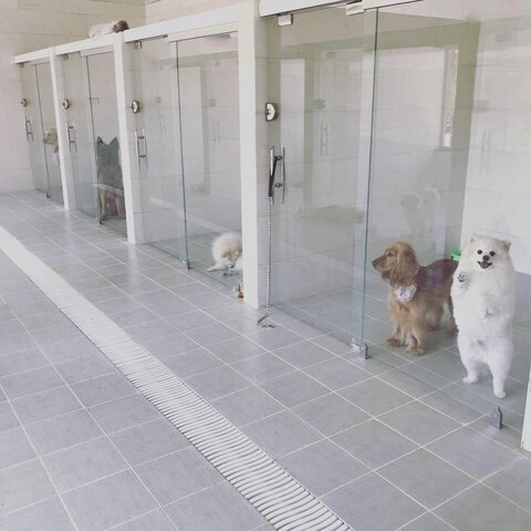 عوامل موثر بر هزینه پانسیون سگ و قیمت پانسیون سگ 1