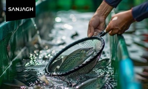 آموزش پرورش ماهی